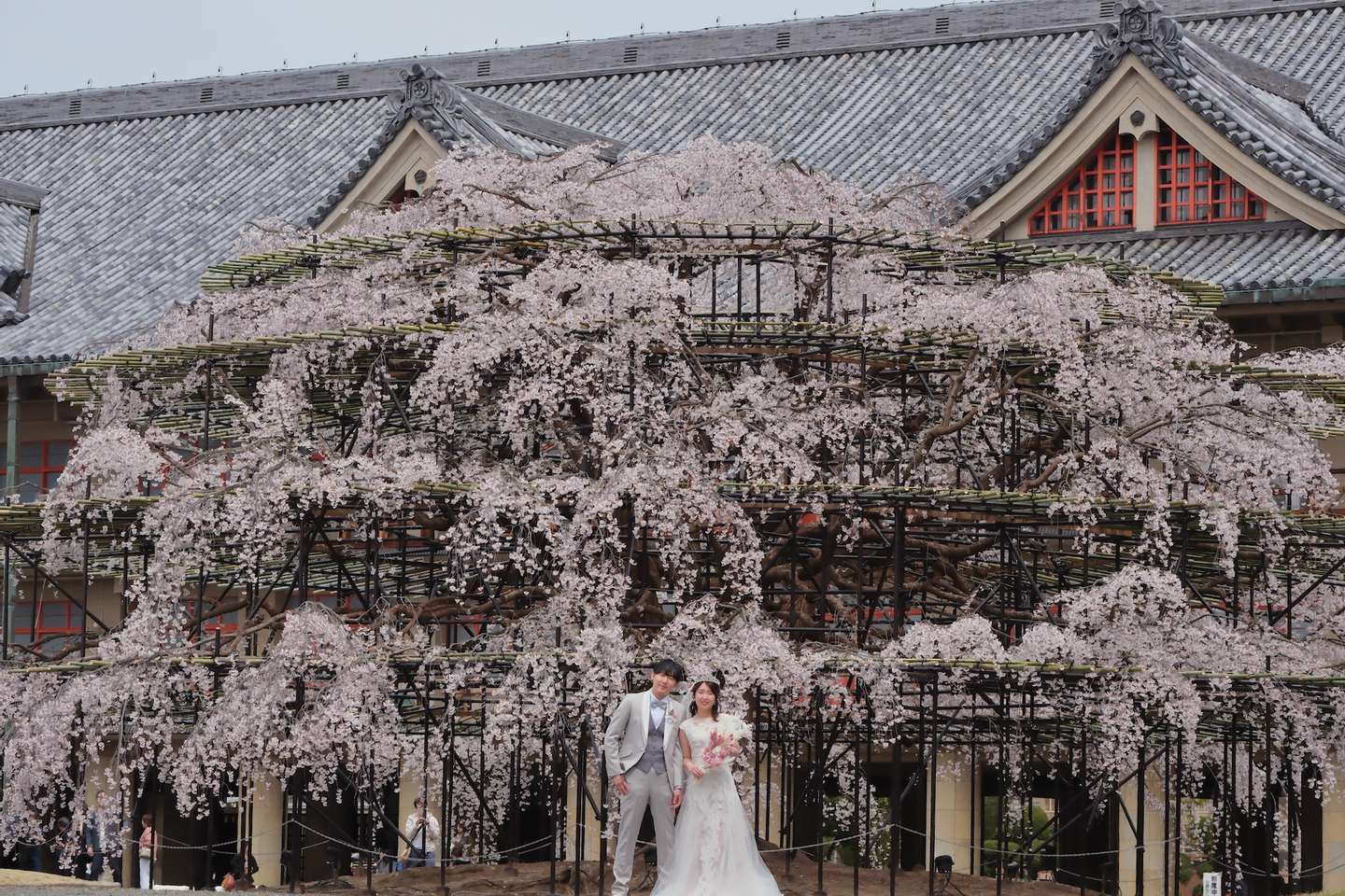 桜と菜の花でのウエディングフォトは天気と開花でドキドキ | 記念写真